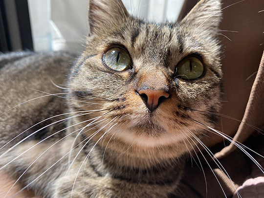 3本足のしじみちゃん