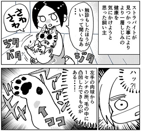 3本足のしじみちゃん