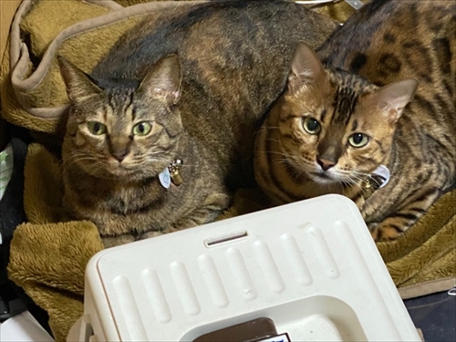 猫ちゃんの機嫌の取り方