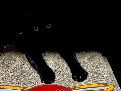 猫ちゃんの機嫌の取り方