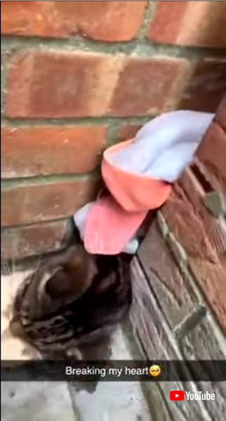 反省するワンコ