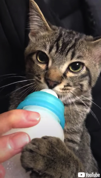 哺乳瓶でミルクを飲む猫ちゃん