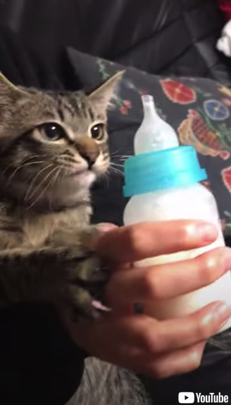 哺乳瓶でミルクを飲む猫ちゃん