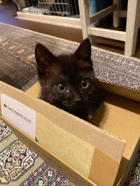 助けた 子猫 なつく お父さん 親父 拾ってきた 好かれてて笑った