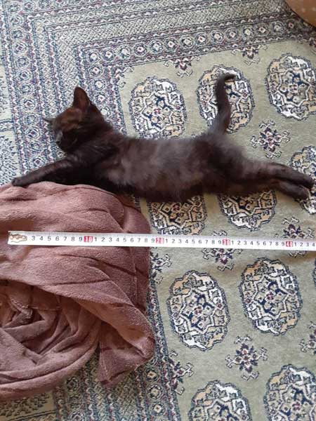 助けた 子猫 なつく お父さん 親父 拾ってきた 好かれてて笑った