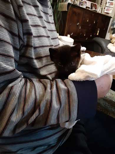 助けた 子猫 なつく お父さん 親父 拾ってきた 好かれてて笑った