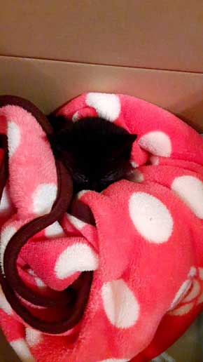 助けた 子猫 なつく お父さん 親父 拾ってきた 好かれてて笑った