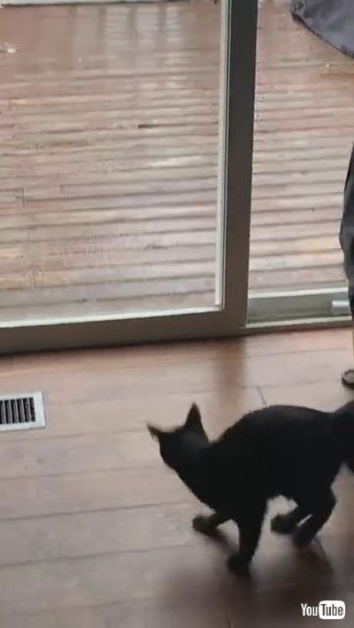 「Kitten Doesn't Understand Glass Yet || ViralHog」