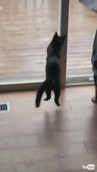 「Kitten Doesn't Understand Glass Yet || ViralHog」