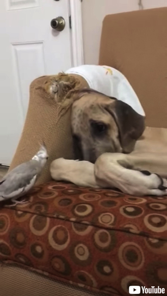 遊んで欲しいオウムと眠りたいワンコ