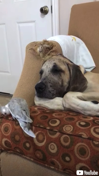 遊んで欲しいオウムと眠りたいワンコ