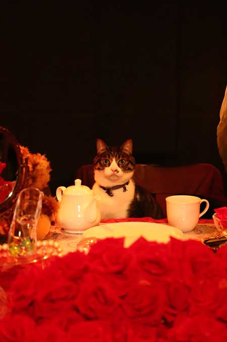 コスプレスタジオ 我が物顔 堂々 猫 乱入