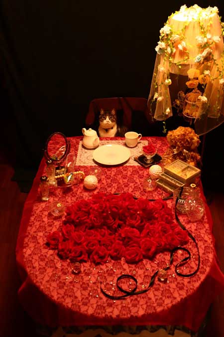 コスプレスタジオ 我が物顔 堂々 猫 乱入