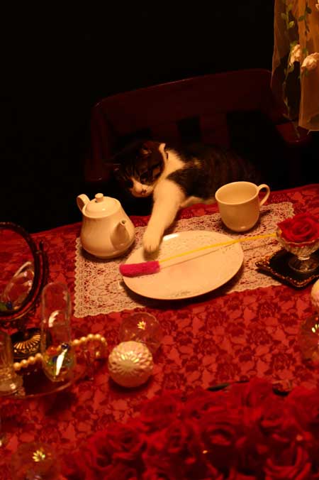 コスプレスタジオ 我が物顔 堂々 猫 乱入