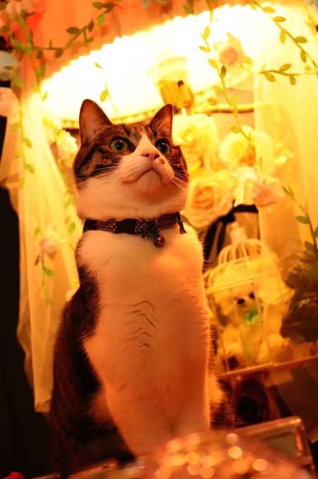 コスプレスタジオ 我が物顔 堂々 猫 乱入