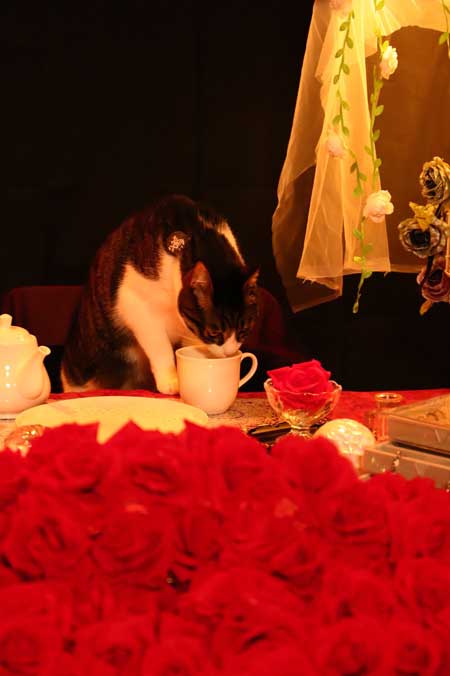 コスプレスタジオ 我が物顔 堂々 猫 乱入