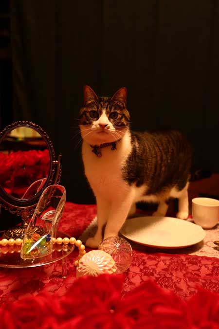 コスプレスタジオ 我が物顔 堂々 猫 乱入