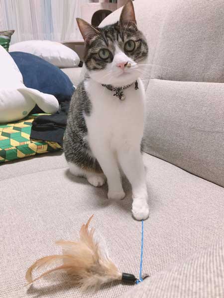 コスプレスタジオ 我が物顔 堂々 猫 乱入