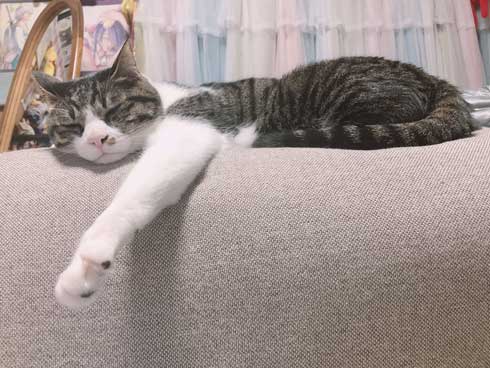 コスプレスタジオ 我が物顔 堂々 猫 乱入