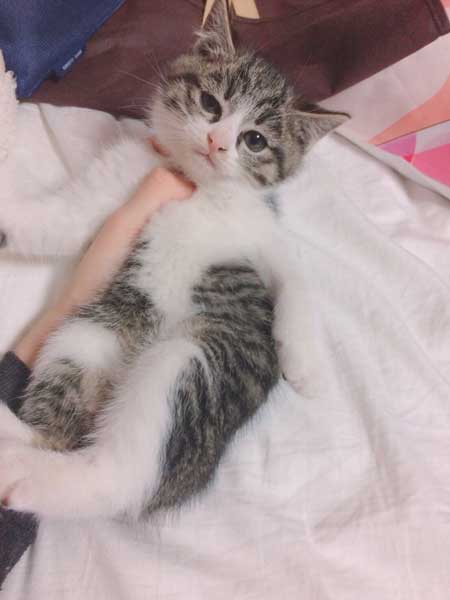 コスプレスタジオ 我が物顔 堂々 猫 乱入