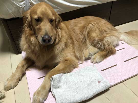 春 散歩 マムシ かまれた ゴールデンレトリバー 犬 注意喚起