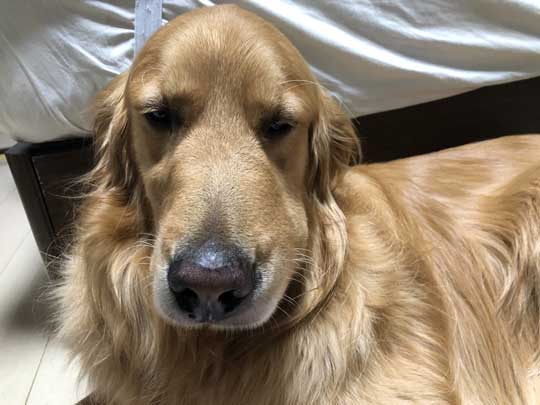 春 散歩 マムシ かまれた ゴールデンレトリバー 犬 注意喚起