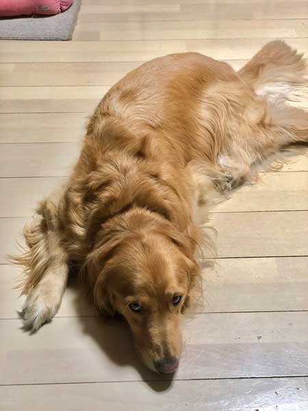 春 散歩 マムシ かまれた ゴールデンレトリバー 犬 注意喚起