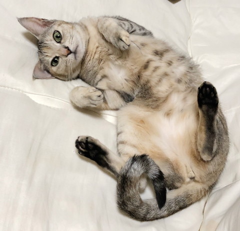 モチコちゃんいろいろ