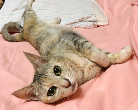 モチコちゃんいろいろ