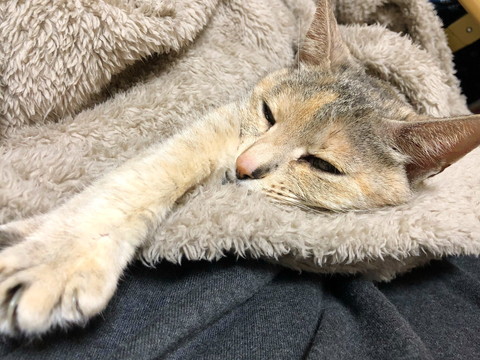 モチコちゃんいろいろ