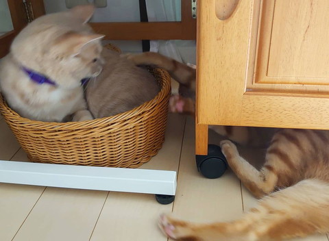 「1349話 猫のお気に入り」