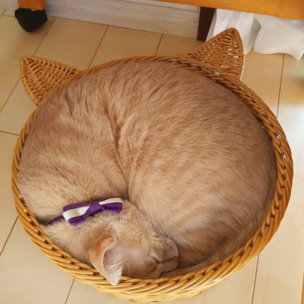 ネコちゃんたちいろいろ