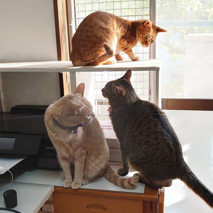 ネコちゃんたちいろいろ