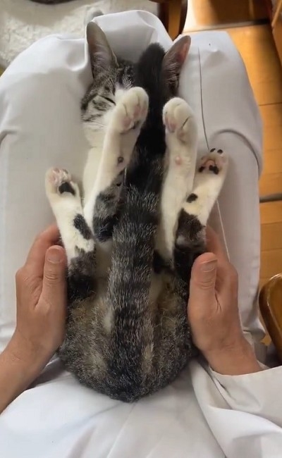 しっぽを抱っこする猫ちゃん