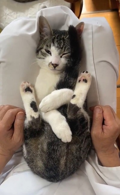 しっぽを抱っこする猫ちゃん