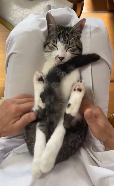 しっぽを抱っこする猫ちゃん