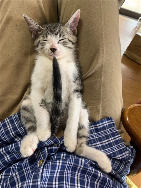 しっぽを抱っこする猫ちゃん