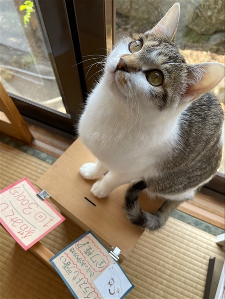 しっぽを抱っこする猫ちゃん