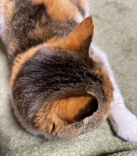 しっぽを抱っこする猫ちゃん