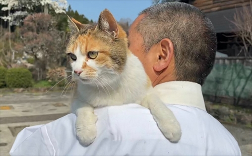 しっぽを抱っこする猫ちゃん