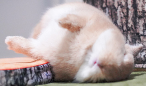 眠るあめくんアップ