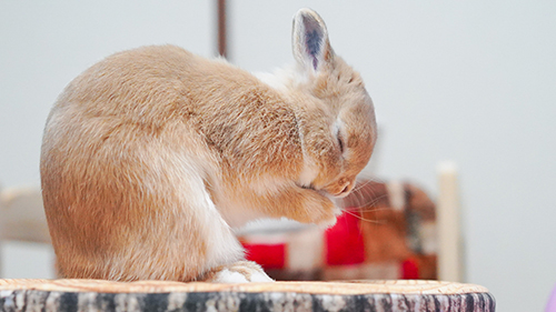 おいのりあめくん