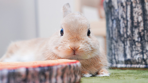 伏せるあめくん