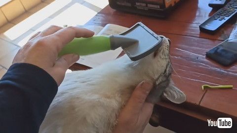 「Lazy Cat Loves Brushing Session || ViralHog」