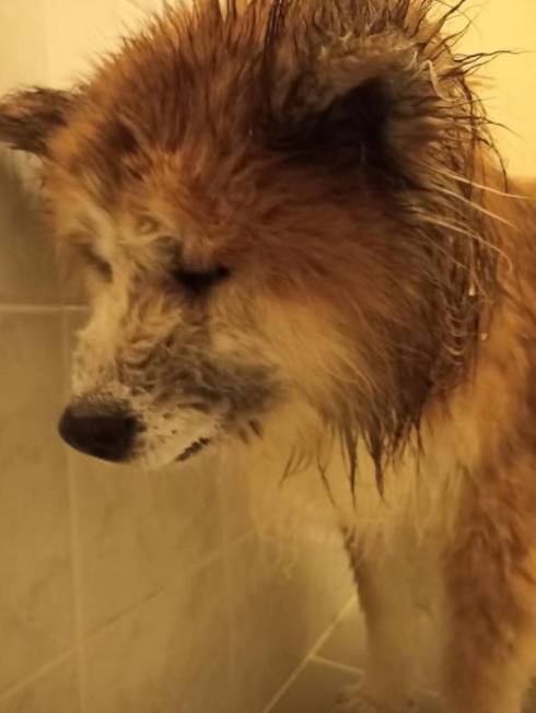 飼い主さん 犬さん シャワー 目を合わせてくれない