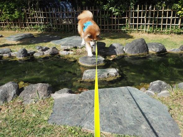 飼い主さん 犬さん シャワー 目を合わせてくれない