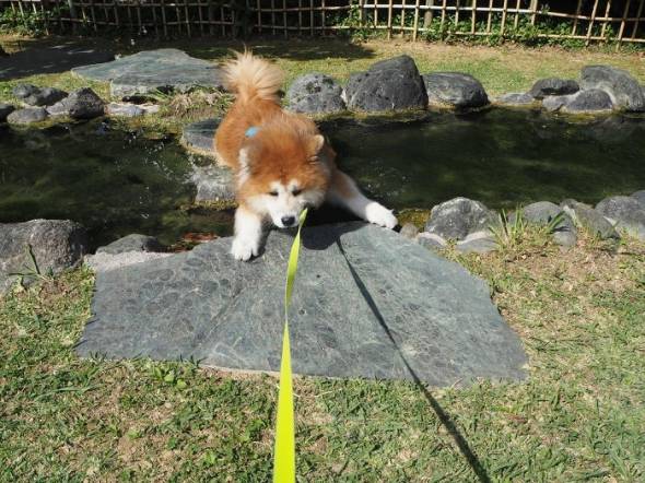 飼い主さん 犬さん シャワー 目を合わせてくれない