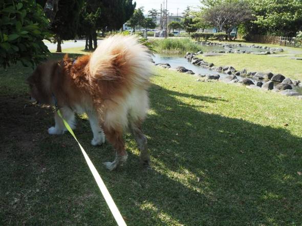 飼い主さん 犬さん シャワー 目を合わせてくれない