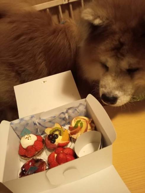 飼い主さん 犬さん シャワー 目を合わせてくれない