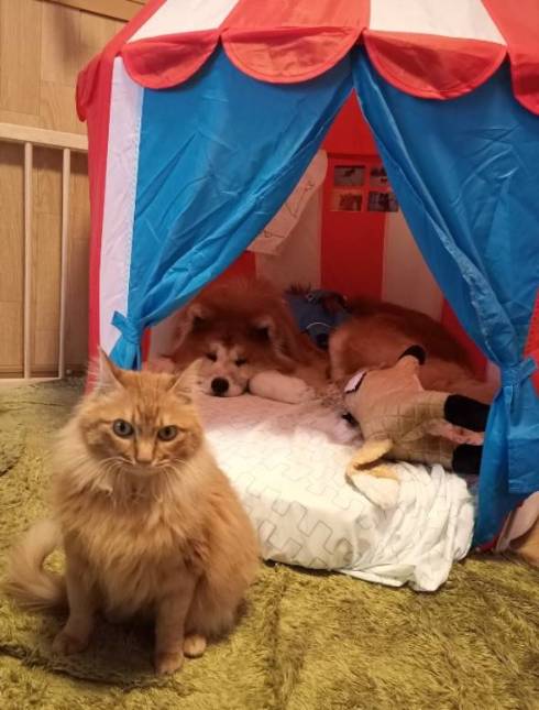 飼い主さん 犬さん シャワー 目を合わせてくれない